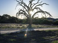 California Open Space: Nature Tree 002