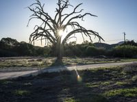 California Open Space Nature with Tree