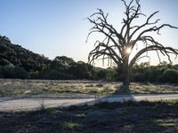 California Open Space Nature with Tree