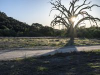 California Open Space: Nature Tree 005