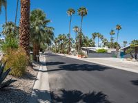 California Palm Trees under Clear Sky