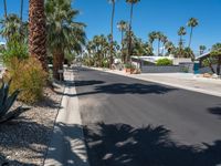 California Palm Trees Under Clear Sky