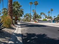 California Palm Trees under Clear Sky