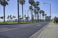 California Palm Trees in Coastal Scenery 001