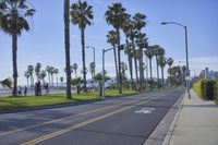 California Palm Trees and Coastal Scenery 002