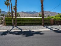 palm trees stand beside a fence and green shrubry in the background and mountain range in the foreground