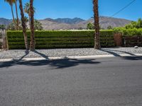 palm trees stand beside a fence and green shrubry in the background and mountain range in the foreground