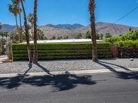 palm trees stand beside a fence and green shrubry in the background and mountain range in the foreground