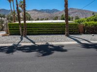 palm trees stand beside a fence and green shrubry in the background and mountain range in the foreground