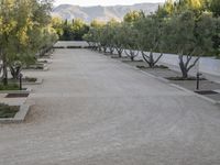 several trees are growing in the concrete pavers, in a courtyard with grass and shrubs