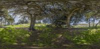 a number of trees near each other in a park with grass and dirt ground under them