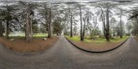 this is an upside down image of trees and grass in a park on a cloudy day