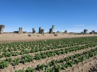 California Plains: Clear Sky and a Field