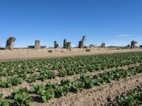 California Plains: Clear Sky and a Field