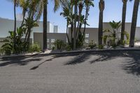 an empty road with palm trees and other plants around it in front of a building