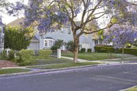 a street with purple flowering trees in front of residential houses and bushes and lawns