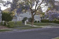 a street with purple flowering trees in front of residential houses and bushes and lawns