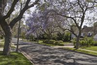 there is a purple flowering tree and street in the city park neighborhood of long beach, california
