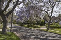 there is a purple flowering tree and street in the city park neighborhood of long beach, california