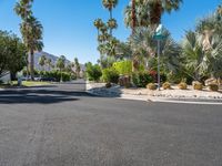 California Residential Area with Palm Trees 003