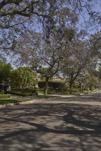 a street in a neighborhood with a car on it and trees in the foreground
