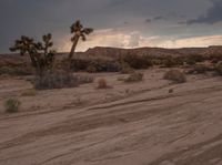 a desert with trees, rocks and dirt roads in the background and clouds in the sky