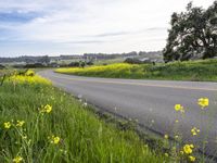 California Road Through Asphalt Field with Yellow Flowers