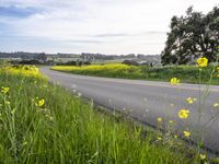 California Road Through Yellow Asphalt Field 002