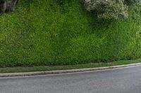 a man in a red shirt is on a bike in front of a hedge wall