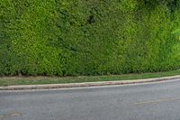 a man in a red shirt is on a bike in front of a hedge wall