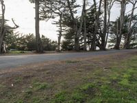 California Road: Asphalt Through a Residential Area