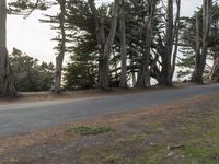 California Road: Asphalt Through a Residential Area