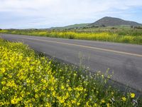 California Road through Canola Field Landscape