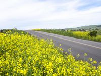 a road with a field and yellow flowers in bloom next to the road is a large mountain range