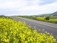 a road with a field and yellow flowers in bloom next to the road is a large mountain range