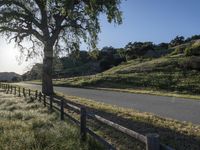 the road is surrounded by grassy hills and trees and the road has wooden fence, along with the tree lined dirt path