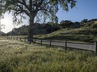 the road is surrounded by grassy hills and trees and the road has wooden fence, along with the tree lined dirt path