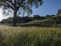 the road is surrounded by grassy hills and trees and the road has wooden fence, along with the tree lined dirt path