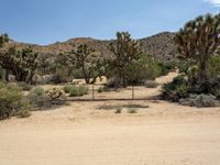 several joshua trees line the dirt in a desert landscape with blue skies in the background