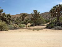 several joshua trees line the dirt in a desert landscape with blue skies in the background