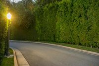 California Road in Los Angeles with Hedge