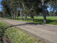 California Road Through Nature with Trees and Grass