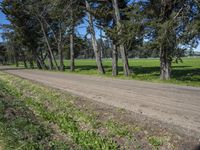 California Road Through Nature with Trees and Grass