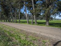 California Road through Nature with Trees and Grass