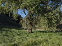 California Road Through Rural Landscape