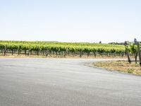 California Road Travel: A Picturesque Landscape Under a Clear Sky