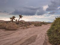 there is a dirt road in the desert and a lone tree stands on the side