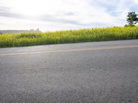 California Rural Landscape: Day and Nature