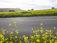 California's Rural Landscape: A Field of Yellow Flowers