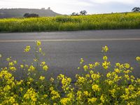 California's Rural Landscape: A Field of Yellow Flowers